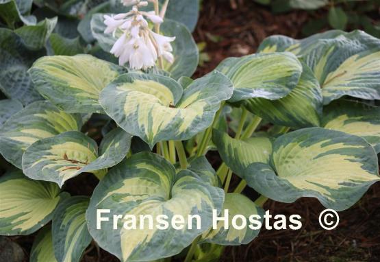 Hosta Great Expectations